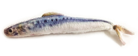 Kattleksak Makrill 13 cm