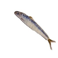 Kattleksak Makrill 13 cm