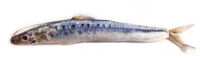 Kattleksak Makrill 20 cm